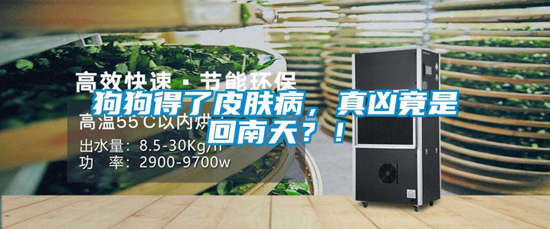 狗狗得了皮膚病，真兇竟是回南天？！
