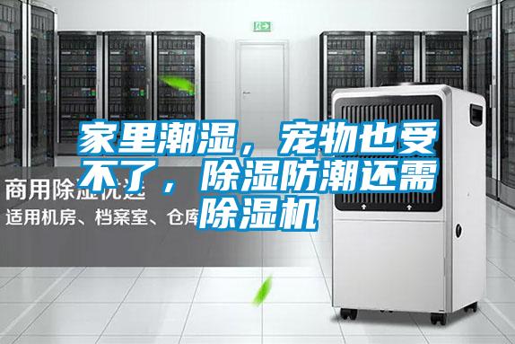 家里潮濕，寵物也受不了，除濕防潮還需除濕機